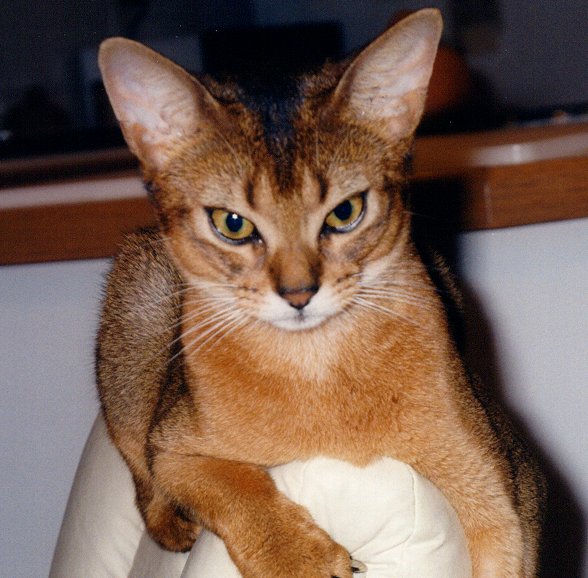 twerp.jpg (75291 bytes)